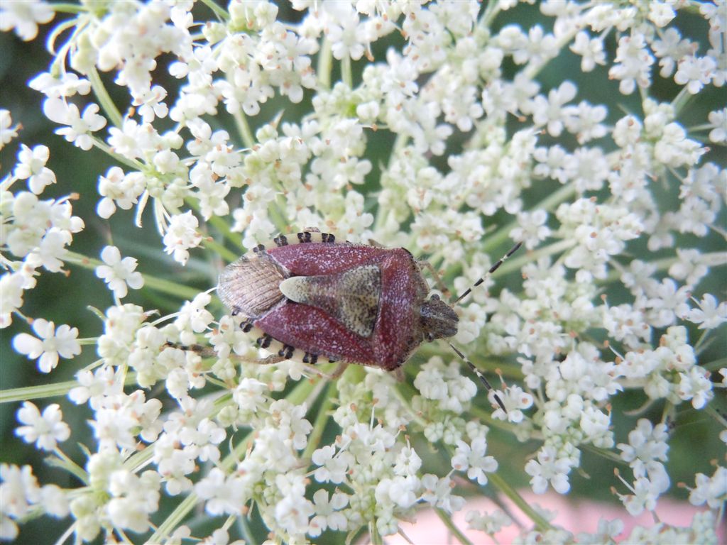 Dolycoris baccarum